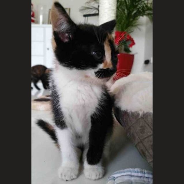 Photo of Kit