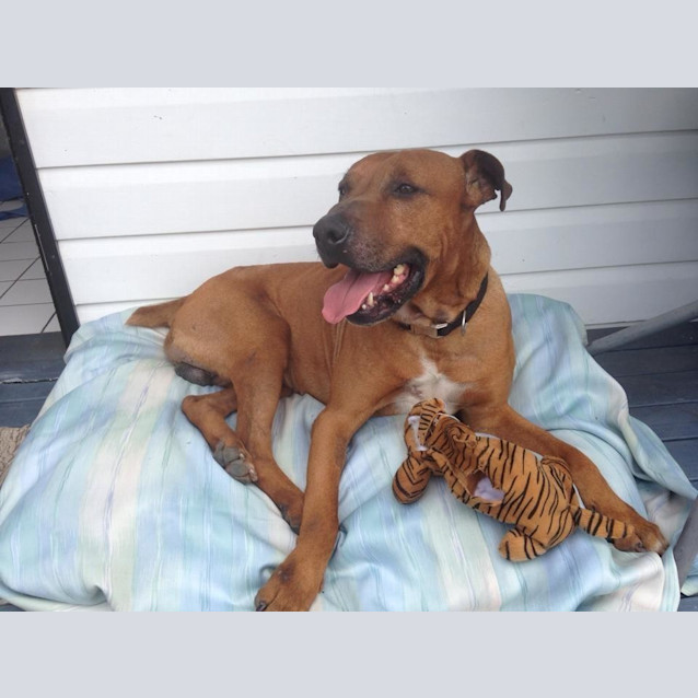 Photo of Jackson *Adoption Pending*