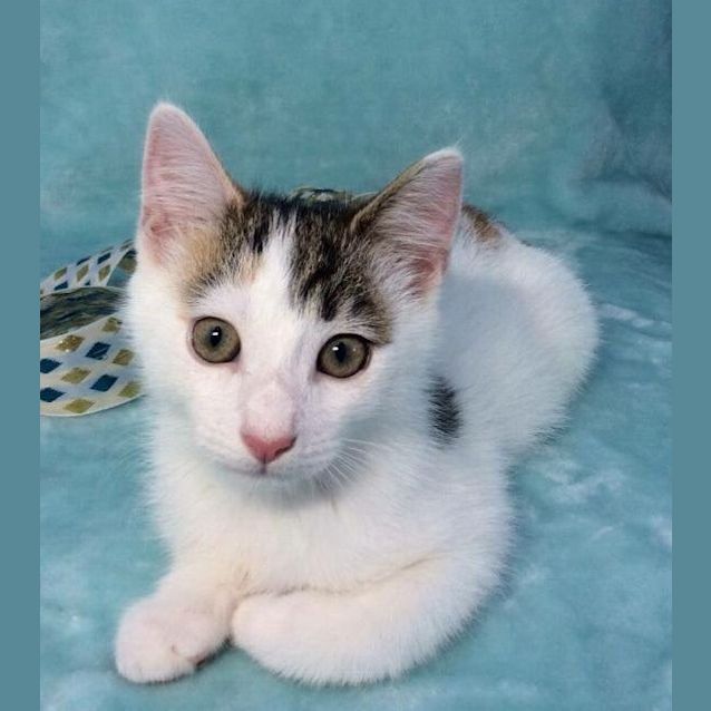 Photo of Cadbury   I'm Sweeter Than Chocolate!