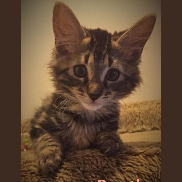 Photo of Bonti
