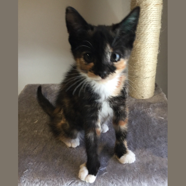 Photo of Mittens
