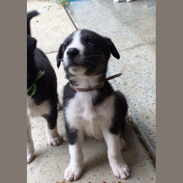 Photo of Rubble   Adoption Pending