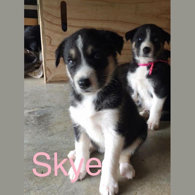Photo of Skye   Adoption Pending