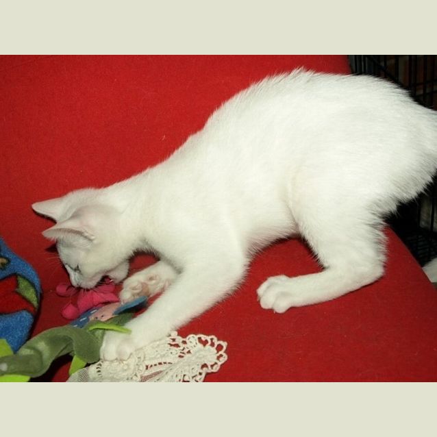 Photo of Curlea Kitten