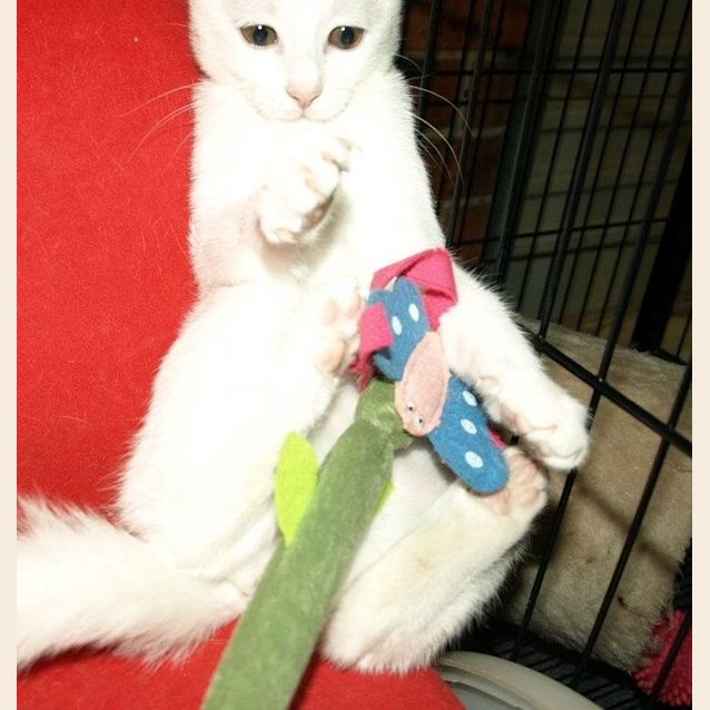 Photo of Curlea Kitten