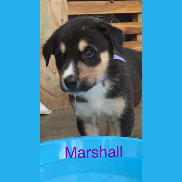 Photo of Marshall   Adoption Pending