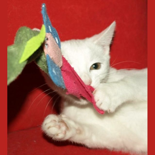 Photo of Curlea Kitten