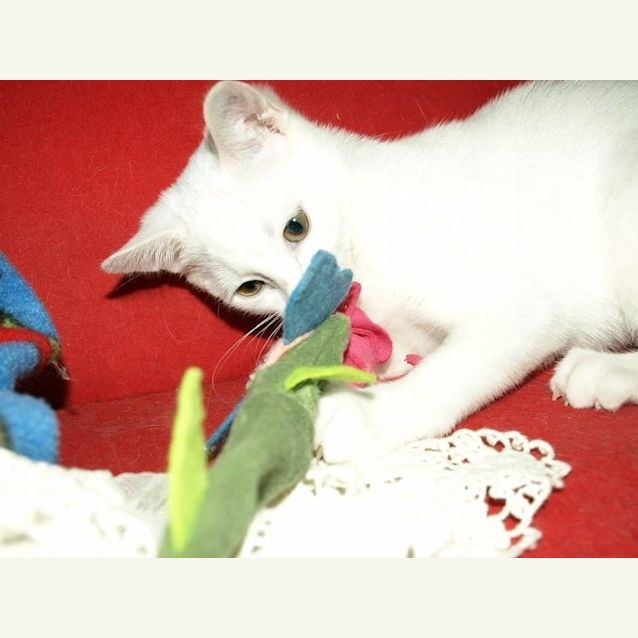 Photo of Curlea Kitten