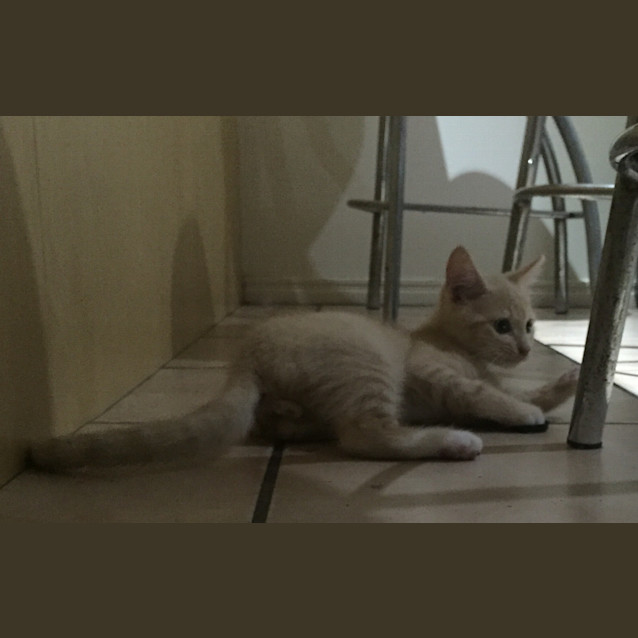 Photo of Garfield