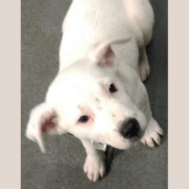 Photo of Marshmallow