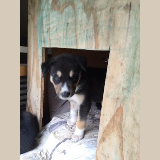 Photo of Marshall   Adoption Pending