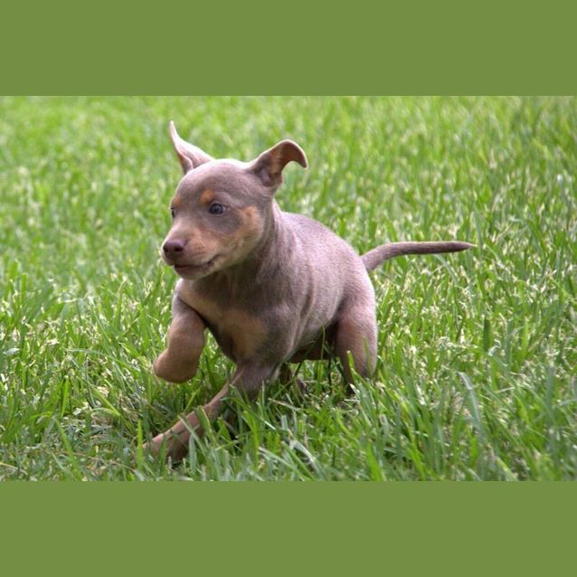 Photo of Amera ~ Kelpie  On Hold Trial Starts 27/01/16