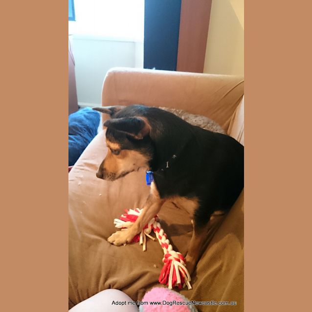 Photo of Poppy ~ Kelpie X Chihuahua (Trial 11/4/16)