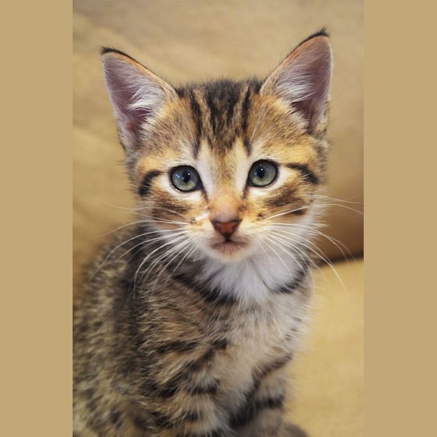 Photo of George Roach ** Adoption Penting**