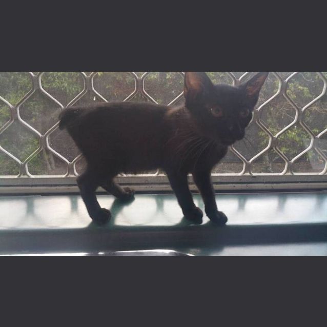 Photo of Bear