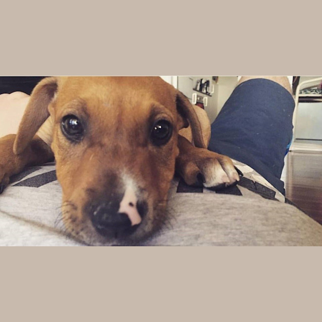 Photo of Sarge 