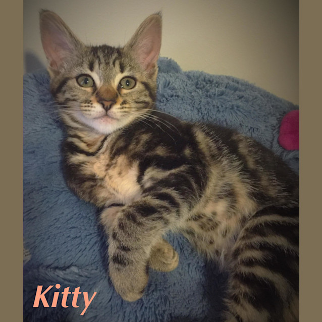 Photo of Kitty