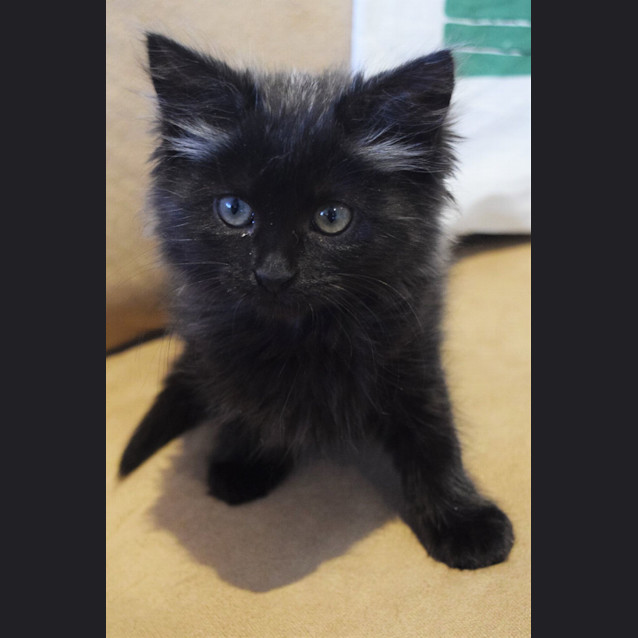 Photo of Tova ** Adoption Pending**