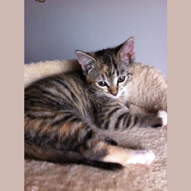 Photo of Chia