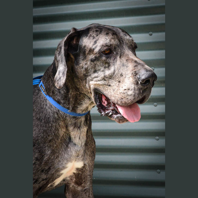Photo of Louie