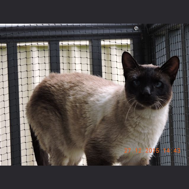 Photo of Pepper