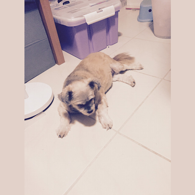 Photo of Penny *Adoption Pending*