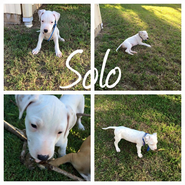 Photo of Solo 