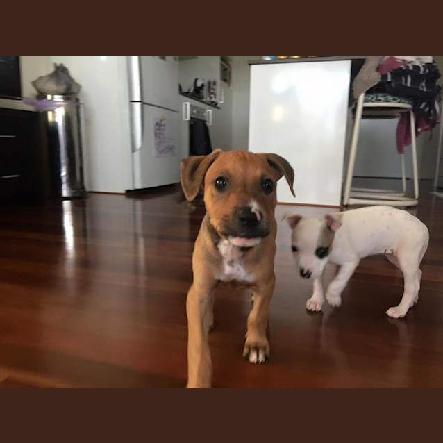Photo of Sarge 