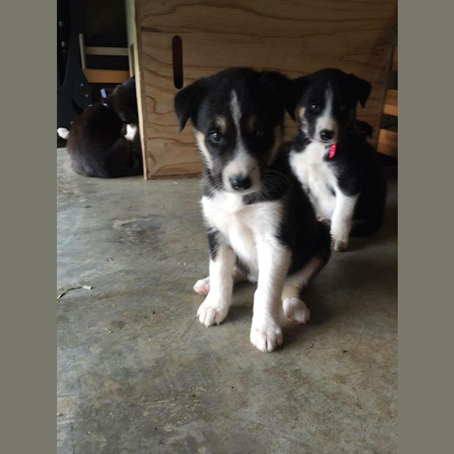 Photo of Skye   Adoption Pending