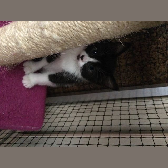 Photo of Beebee
