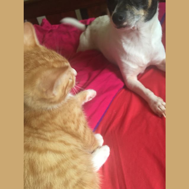Photo of Boots   Adoption Pending!