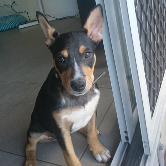 Photo of Calvin  *Adoption Pending*