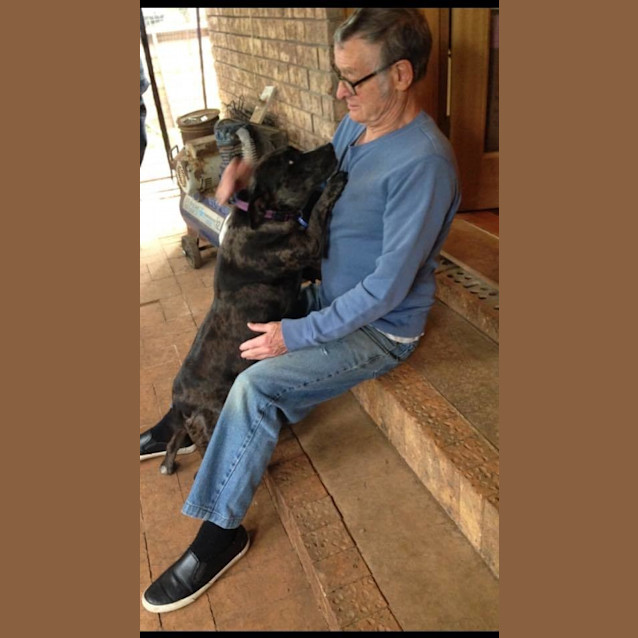 Photo of Bindi ~ Senior Staffy (Adopted 16/7/16)