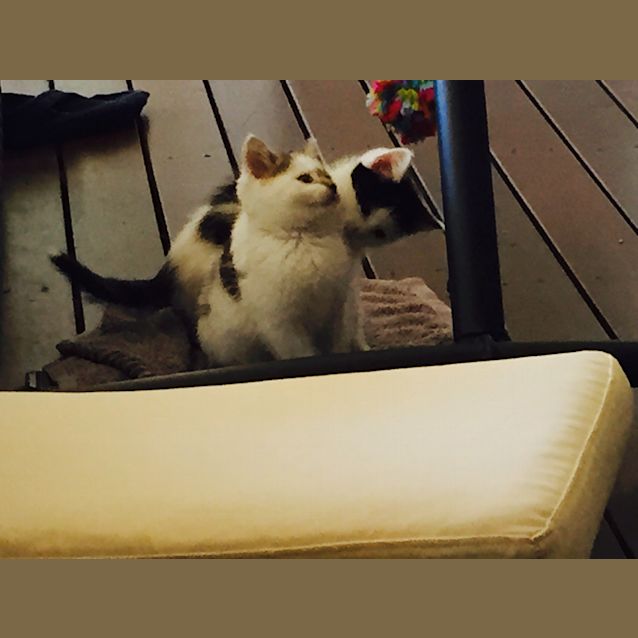 Photo of Milo