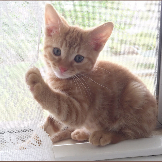 Photo of Simba