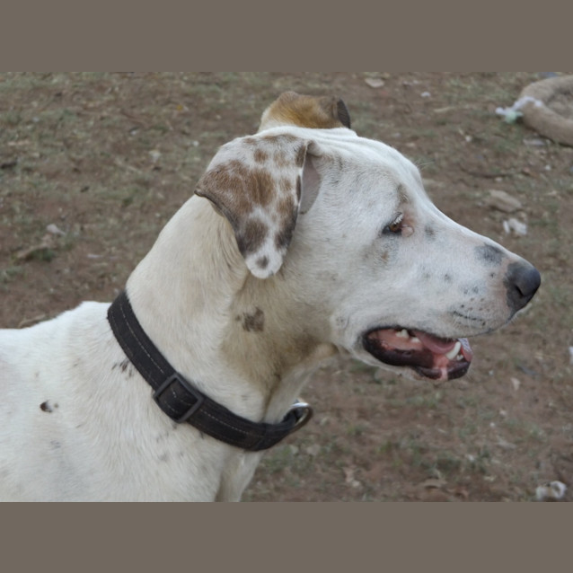 Photo of Clancy .. Loyal, Gentle, Chilled