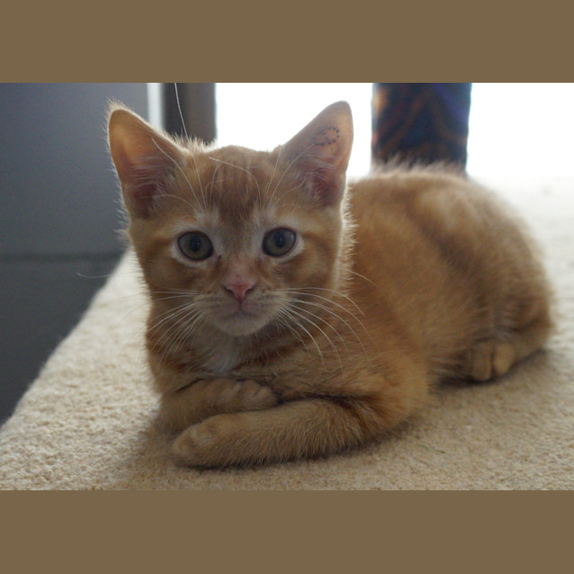 Photo of Oliver