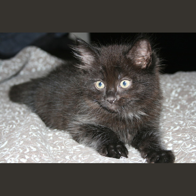 Photo of Ollie * $50 Only! *