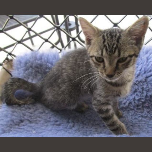 Photo of Basil