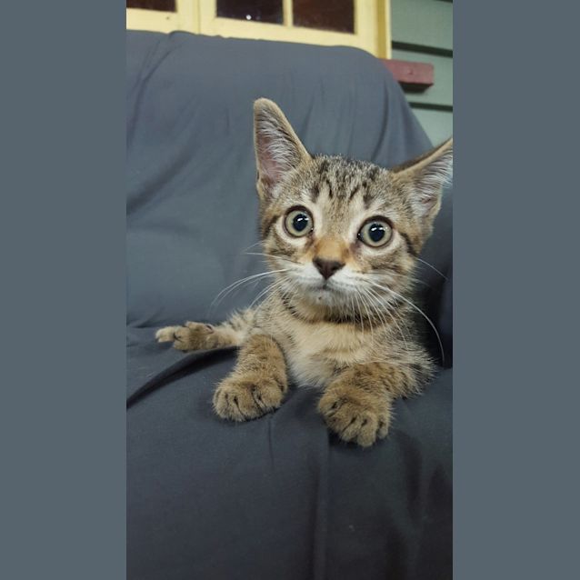 Photo of Raspberry *Adoption Pending*