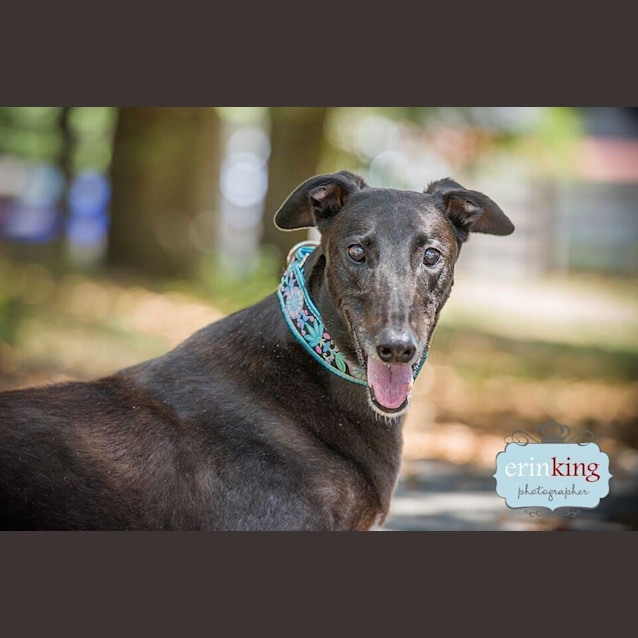 Photo of “Charlie Girl”, Dream Come True. Melbourne