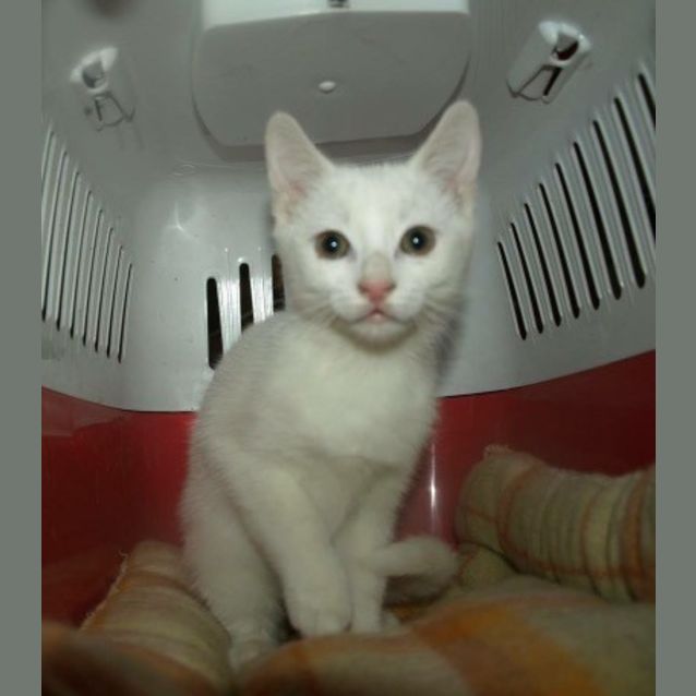 Photo of Curlea Kitten