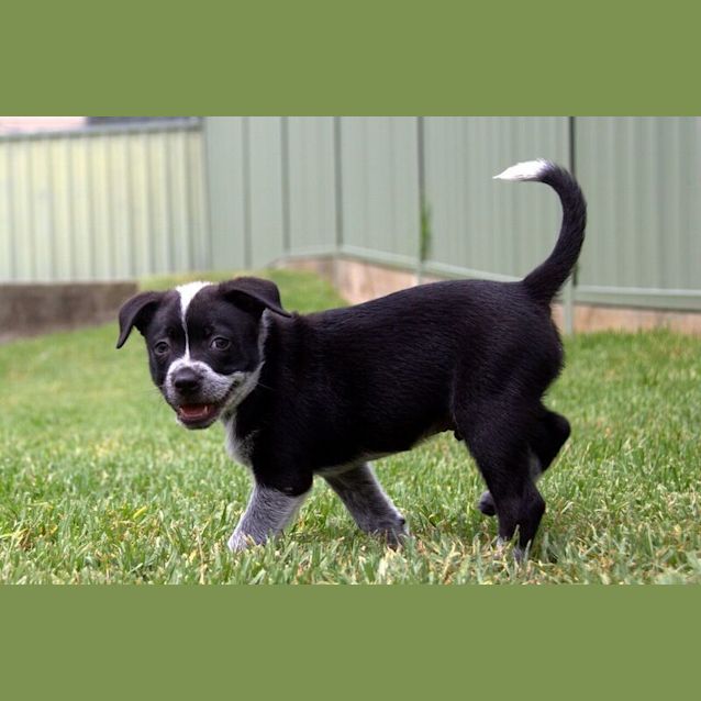 Photo of Abe ~ Cattle X ~ Puppy (On Trial 7/1/16)