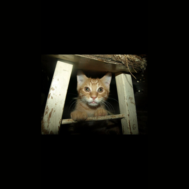 Photo of Larry Kitten