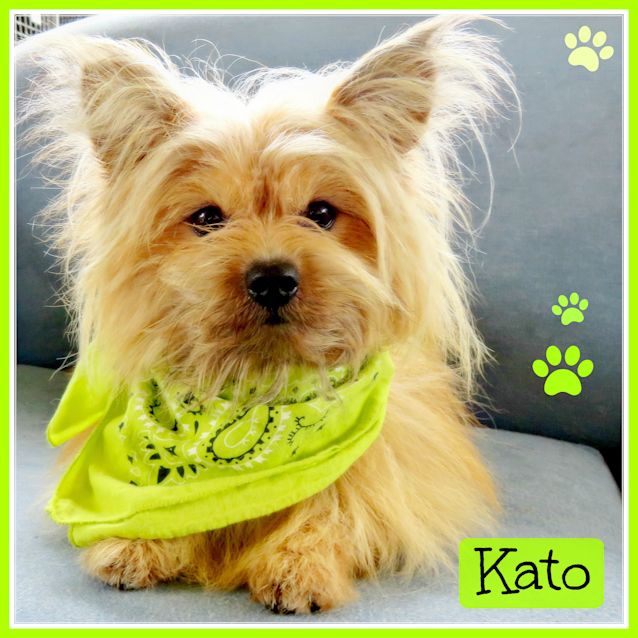 Photo of Kato