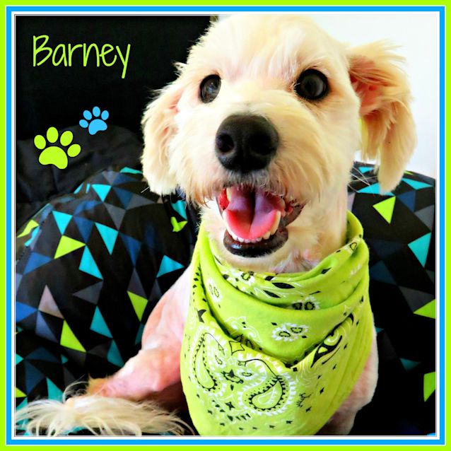 Photo of Barney