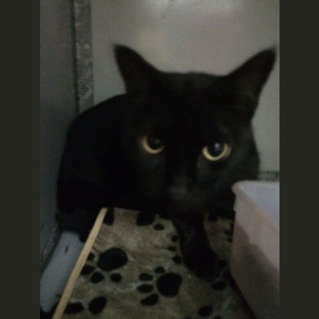 Photo of Crumpet