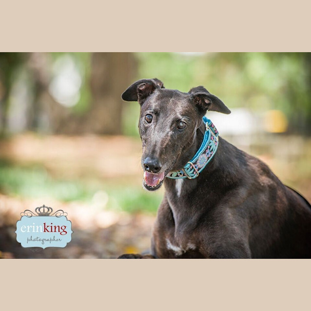 Photo of “Charlie Girl”, Dream Come True. Melbourne