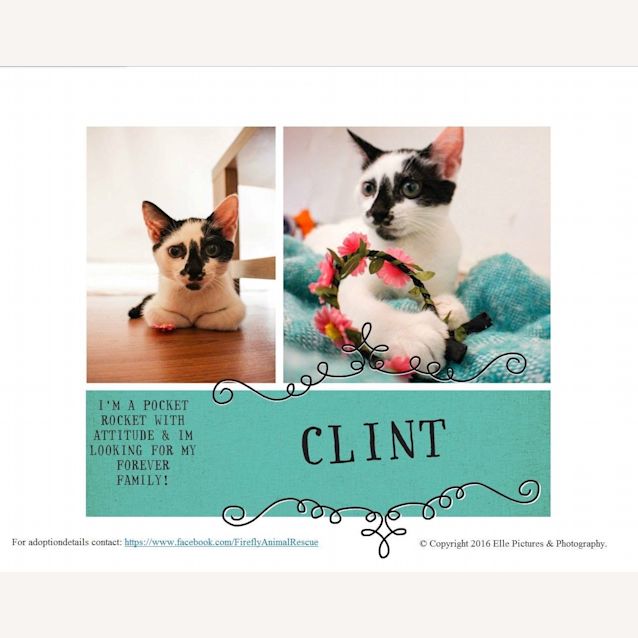 Photo of *Clint Eastwood* Make My Day!