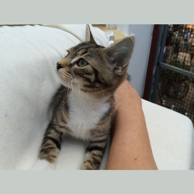 Photo of Lucky Chance